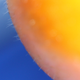 Image for article titled Complementary Colors 1